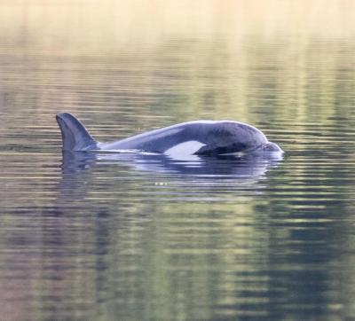 Un bébé orque a été coincé dans un lagon près de l'île de Vancouver. (Photo : Nicolette Audy via X.)